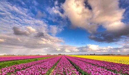 swallow photography of snail in green grass wallpaper preview e1590553545211 swallow photography of snail in green grass wallpaper preview e1590553545211